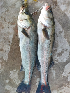 シーバスの釣果