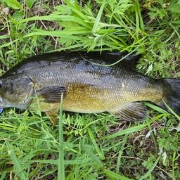 スモールマウスバス