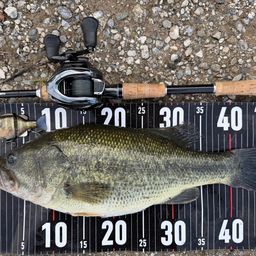 ラージマウスバス