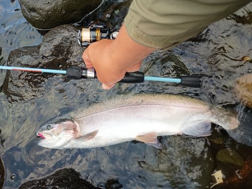ニジマスの釣果