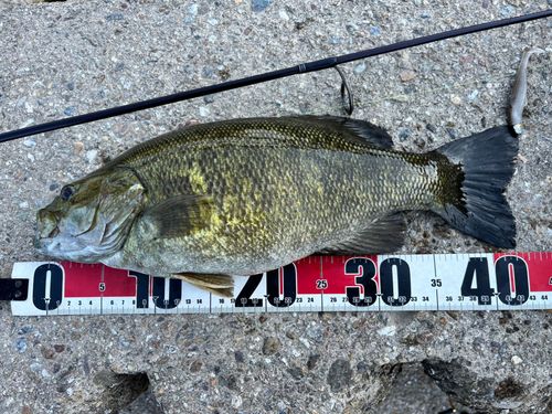 スモールマウスバスの釣果