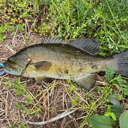 スモールマウスバス