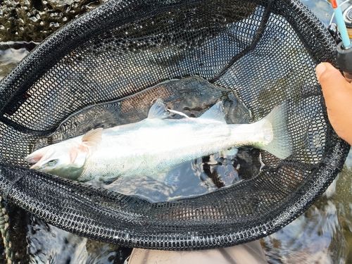ニジマスの釣果