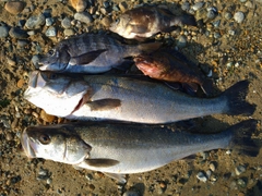 シーバスの釣果