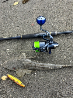 マゴチの釣果