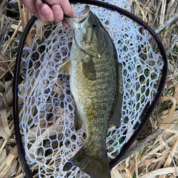 スモールマウスバス