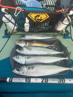サバの釣果