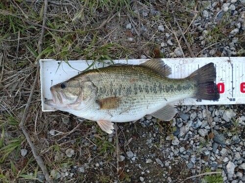 ラージマウスバスの釣果
