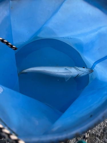マアジの釣果