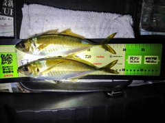 アジの釣果