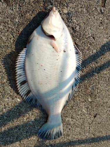 クロガシラガレイの釣果