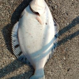 クロガシラガレイ