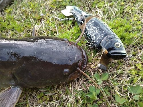 マナマズの釣果