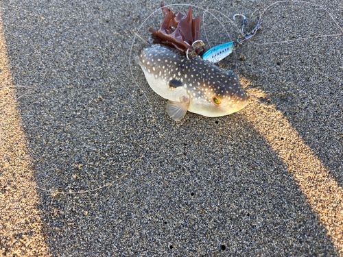 クサフグ