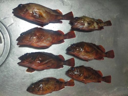 アラカブの釣果
