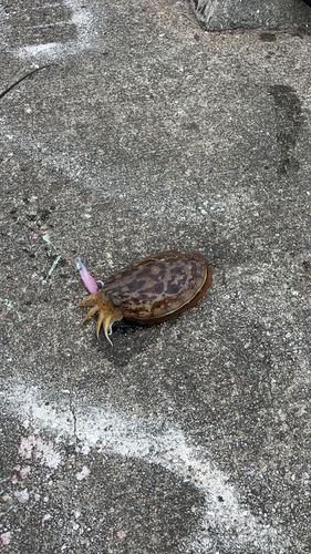 コウイカの釣果