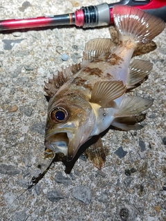 メバルの釣果