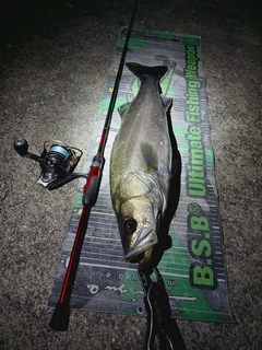 スズキの釣果