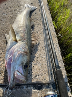 セイゴ（マルスズキ）の釣果