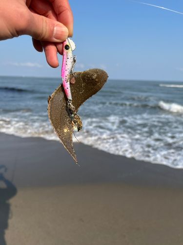 シタビラメの釣果