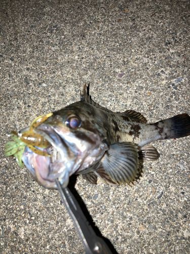ガシラの釣果