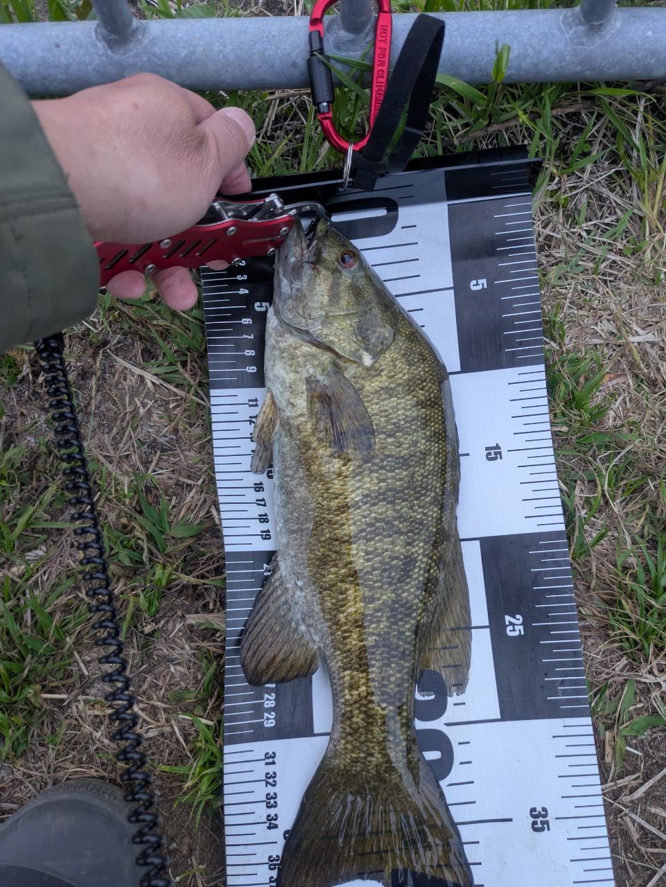 スモールマウスバス