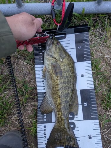 スモールマウスバスの釣果