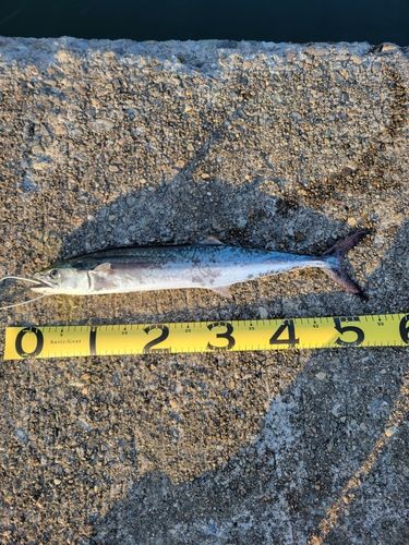 サゴシの釣果