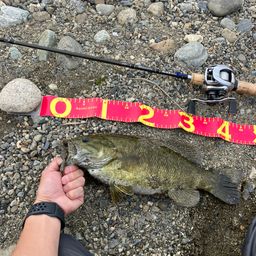 スモールマウスバス