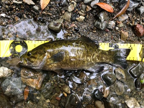 スモールマウスバスの釣果