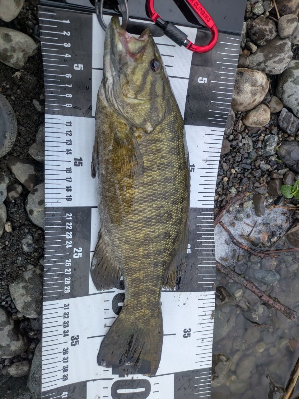 スモールマウスバス