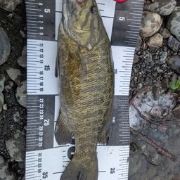 スモールマウスバス