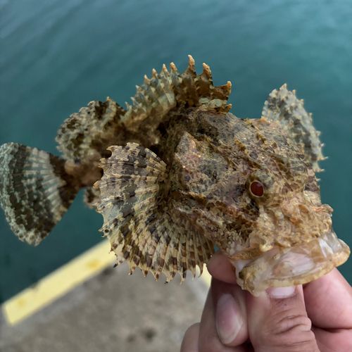 オニカサゴの釣果