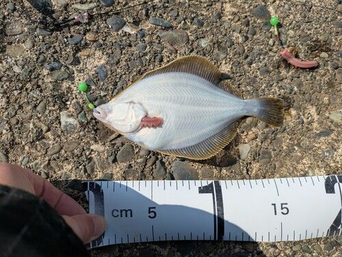 イシガレイの釣果