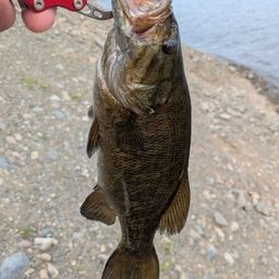 スモールマウスバス