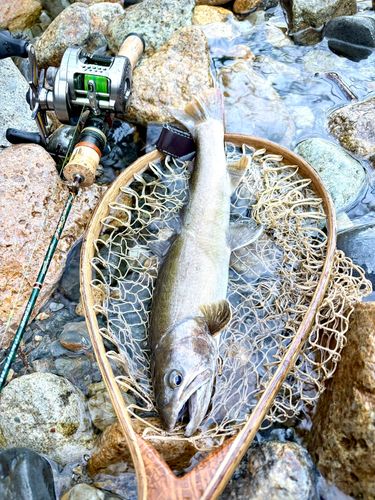 イワナの釣果