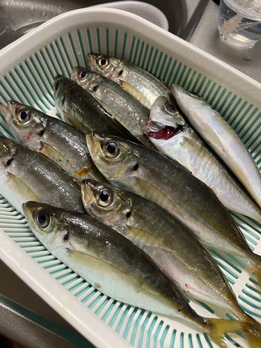 アジの釣果