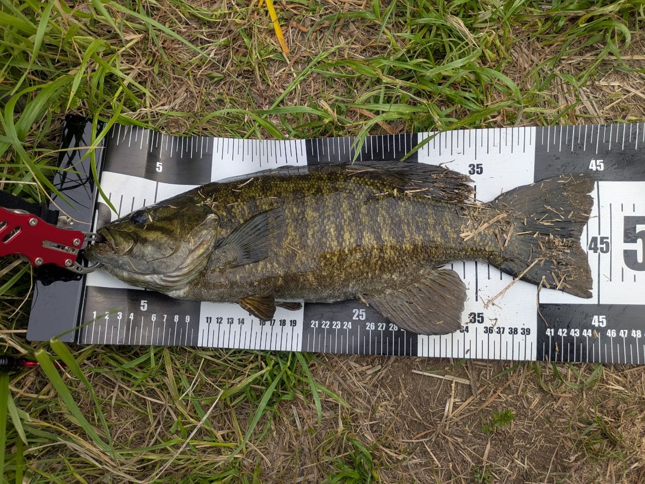 スモールマウスバス