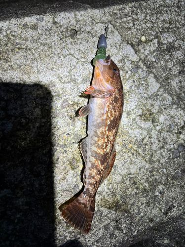 アブラコの釣果