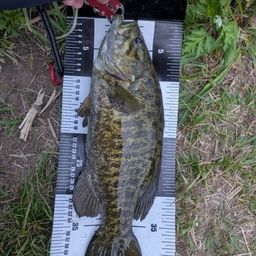 スモールマウスバス