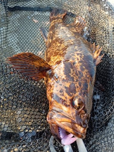 ベッコウゾイの釣果