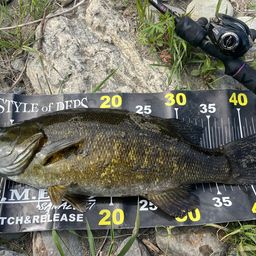 スモールマウスバス