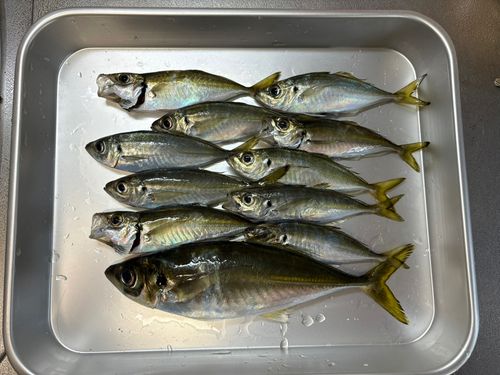 マアジの釣果