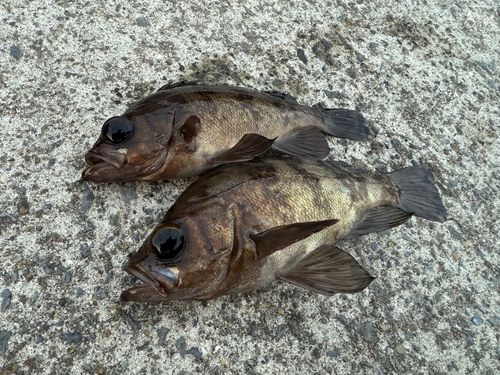 メバルの釣果