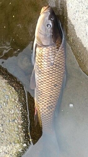 コイの釣果
