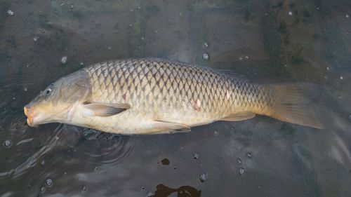コイの釣果