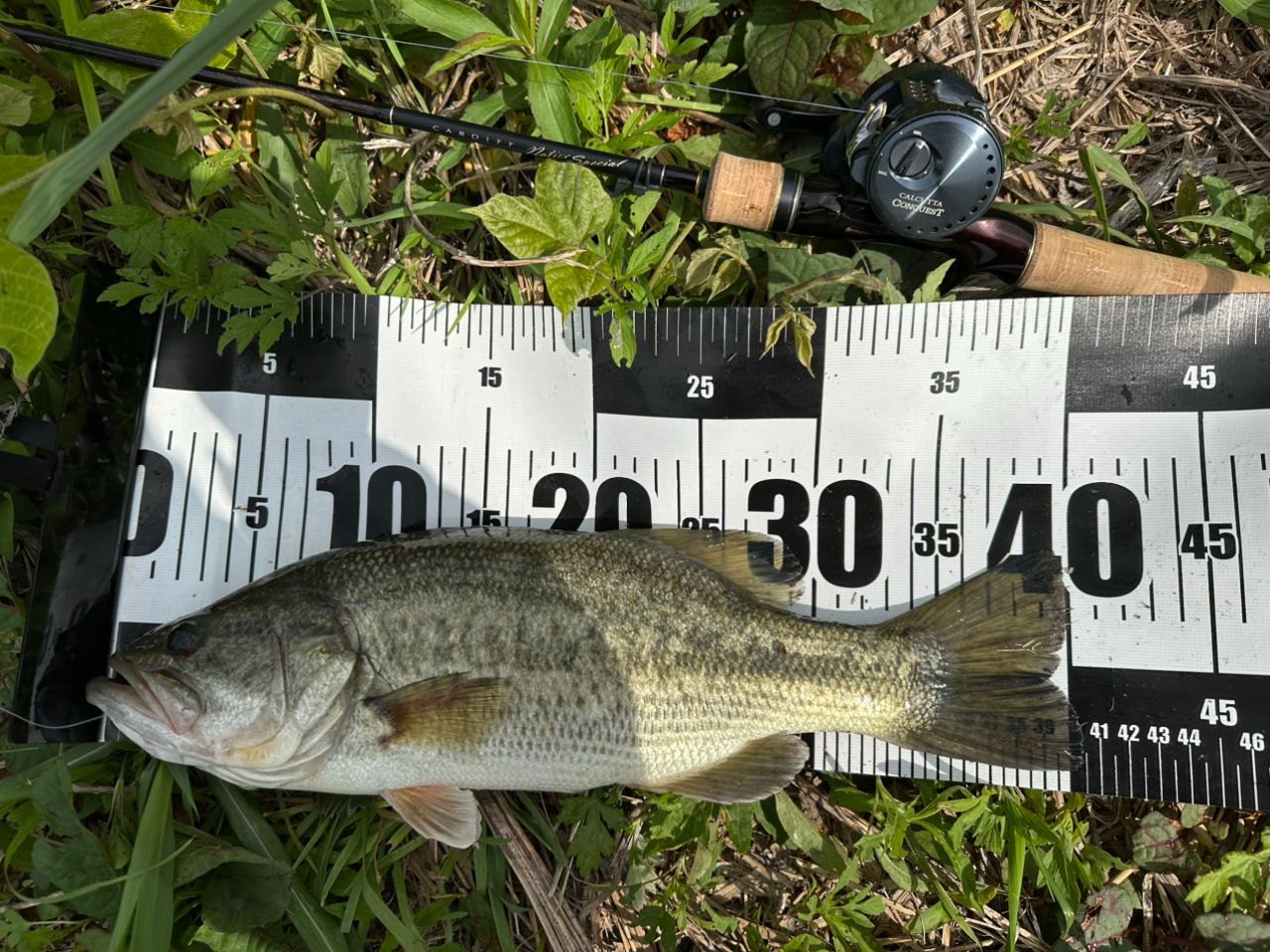 ラージマウスバス