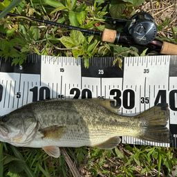 ラージマウスバス