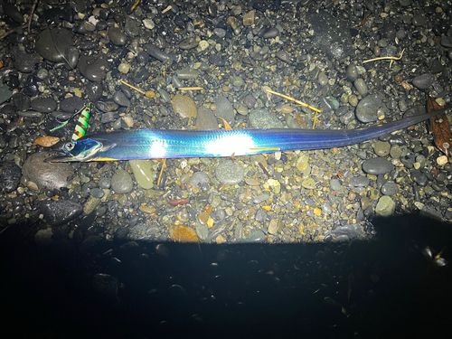 タチウオの釣果