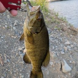 スモールマウスバス